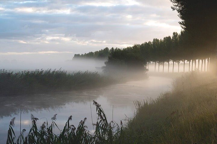 Mistige kreek in Nationaal Park De Biesbosch